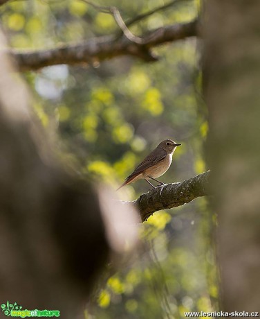 Rehek zahradní - Phoenicurus phoenicurus - Foto Zbyněk Tomek 0519