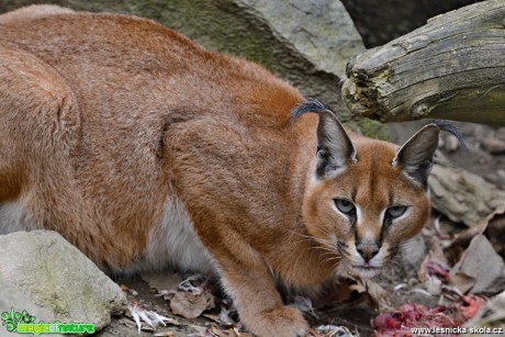 ZOO Jihlava - Foto Marie Vykydalová 0419 (5)