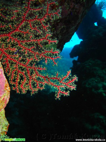 Bohatý a barevný svět Rudého moře - Foto Tomáš Kunze 0519 (9)