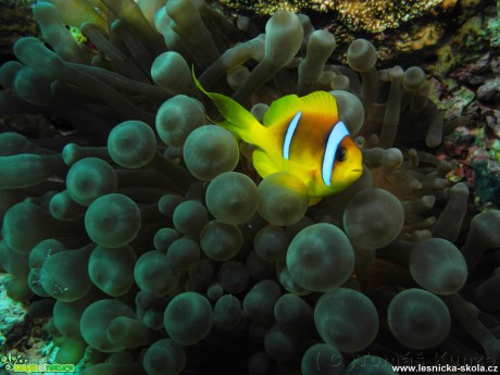 Bohatý a barevný svět Rudého moře - Foto Tomáš Kunze 0519 (10)