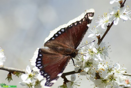 Babočka osiková - Nymphalis antiopa - Foto Marie Žďánská 0519 (2)