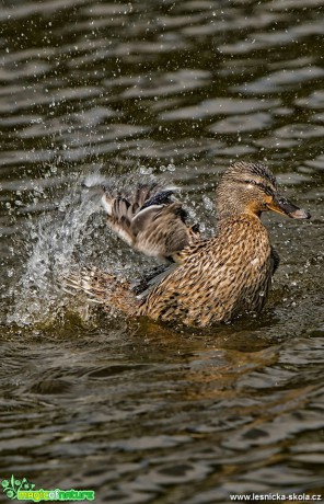 Ranní koupel - Kachna divoká - Anas platyrhynchos - Foto Zbyněk Tomek 0619