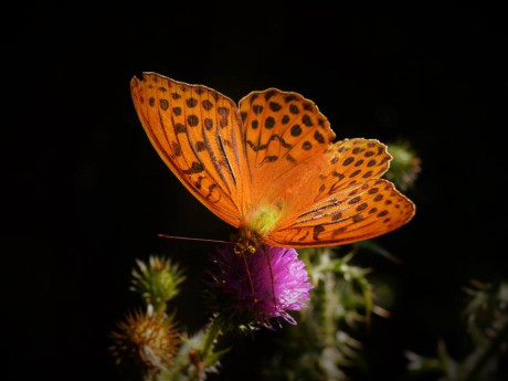 Krása motýlů - Foto Dušan Sedláček 0619 (1)