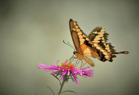 Krása motýlů - Foto Dušan Sedláček 0619 (2)