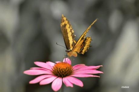 Krása motýlů - Foto Dušan Sedláček 0619 (3)