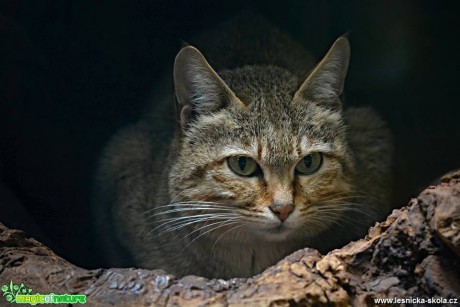 ZOO Jihlava - Foto Marie Vykydalová 0419 (15)