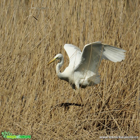 Volavka bílá - Ardea alba - Foto Robert Kopecký 0219
