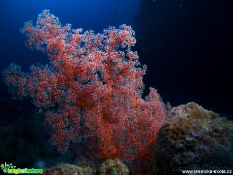 Rudé moře - podvodní svět - Foto Tomáš Kunze 0619 (1)