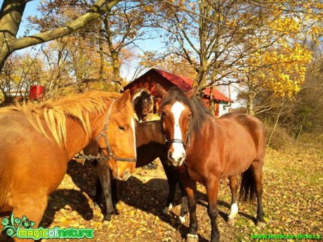 Život s koňmi - Foto Gabriela Richtrová (5)