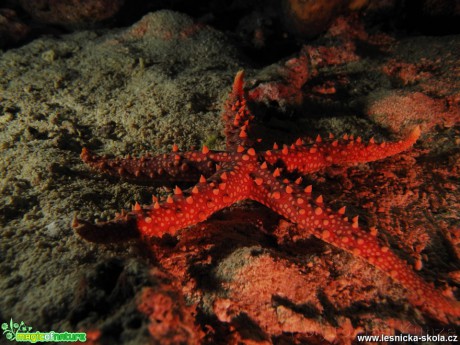Rudé moře - podvodní svět - Foto Tomáš Kunze 0619 (8)
