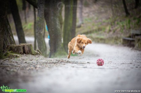 Goldýna v akci - Foto Jiří Křivánek 0519