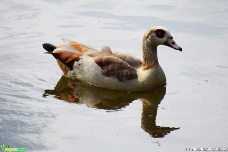 Husice nilská - Alopochen aegyptiacus - Foto Marie Žďánská (1)