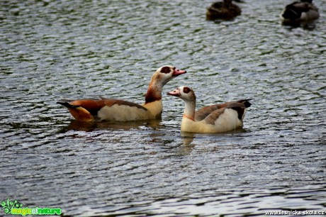 Husice nilská - Alopochen aegyptiacus - Foto Marie Žďánská (2)