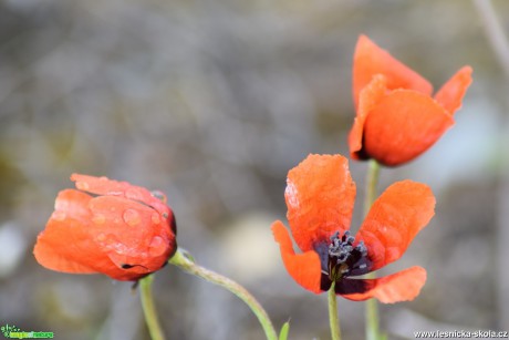 Mák pochybný - Papaver dubium - Foto Marie Žďánská  (1)