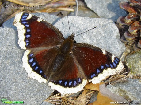 Babočka osiková - Nymphalis antiopa - Foto Robert Kopecký 0118