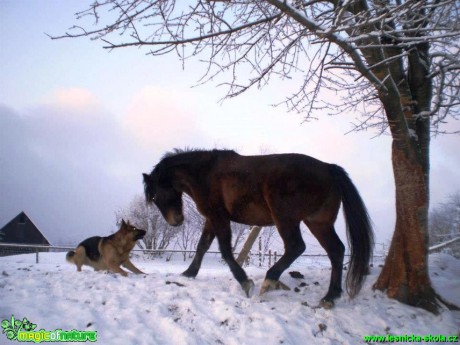 Život s koňmi - Foto Gabriela Richtrová (15)