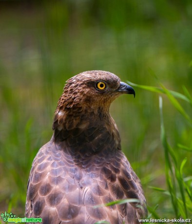 Káně lesní - Buteo buteo - Foto Zbyněk Tomek 0619