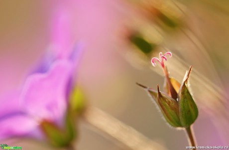 Květy vábivé - Foto Angelika Špicarová