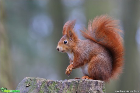 Veverka obecná - Sciurus vulgaris - Foto Monika Suržinová 1018 (8)