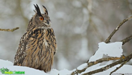 Výr velký - Foto Lukáš Zahrádka 0918