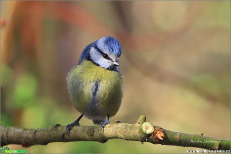 Sýkora modřinka - Cyanistes caeruleus - Foto Monika Suržinová 0819 (3)