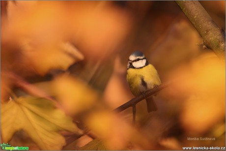 Sýkora modřinka - Cyanistes caeruleus - Foto Monika Suržinová 0819 (8)