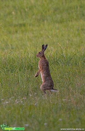 Zajíc polní - Lepus europaeus - Foto Zbyněk Tomek 0819