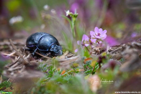 Krása hmyzího světa - Foto Jana Vondráčková 0819