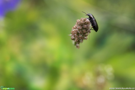 Pestrý svět hmyzu - Foto Jana Vondráčková 0819 (1)
