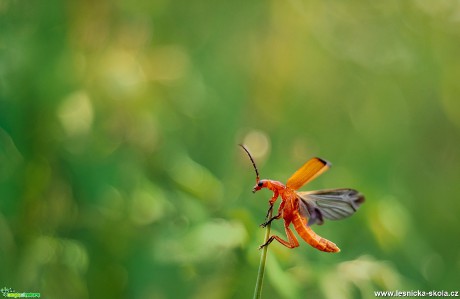 Pestrý svět hmyzu - Foto Jana Vondráčková 0819 (3)