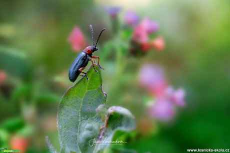 Pestrý svět hmyzu - Foto Jana Vondráčková 0819 (10)
