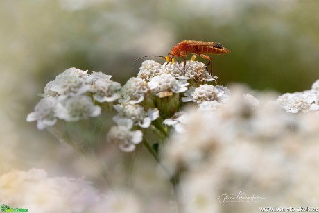 Pestrý svět hmyzu - Foto Jana Vondráčková 0819 (13)
