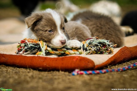 Štěněcí fotohrátky - Foto Jiří Křivánek 0919 (2)