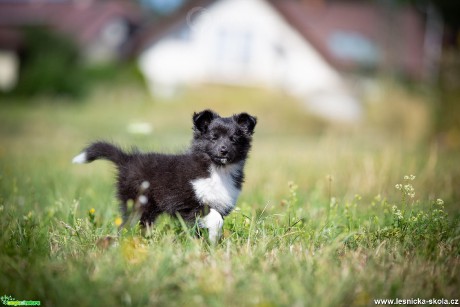 Štěněcí fotohrátky - Foto Jiří Křivánek 0919 (3)