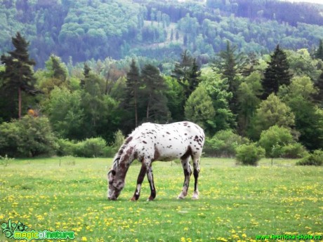 Život s koňmi - Foto Gabriela Richtrová (31)