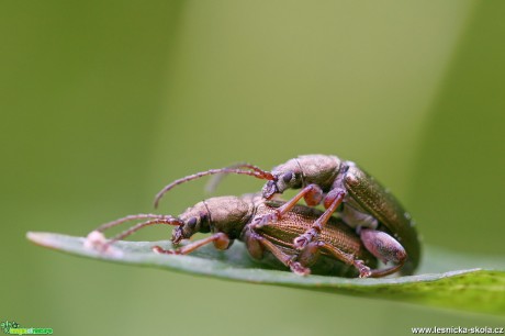 Na louce - Foto Angelika Špicarová