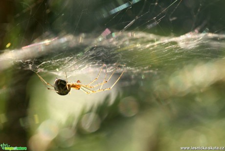 Pavouček pro štěstí - Foto Angelika Špicarová