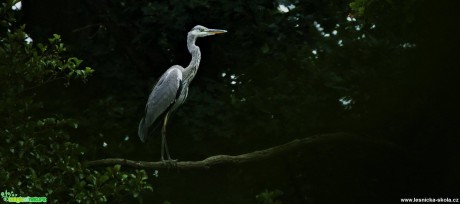 Volavka popelavá - Foto Lukáš Zahrádka 0919