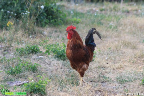 Kohout z Vysočiny - Foto Ladislav Jonák 0819