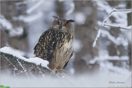 Výr velký - Bubo bubo - Foto Monika Suržinová 1019 (1)