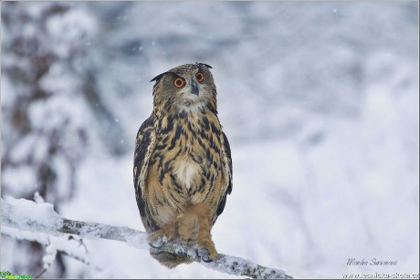 Výr velký - Bubo bubo - Foto Monika Suržinová 1019 (2)