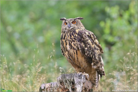 Výr velký - Bubo bubo - Foto Monika Suržinová 1019 (3)