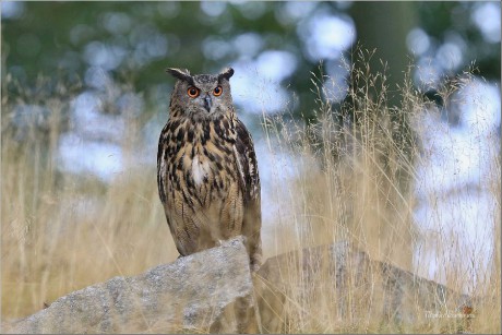 Výr velký - Bubo bubo - Foto Monika Suržinová 1019 (5)