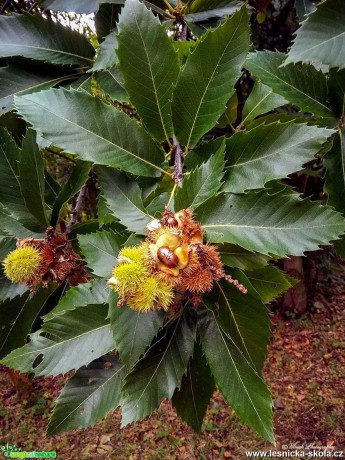 Kaštanovník setý (jedlý) - Castanea sativa - Foto Pavel Ulrych 1019