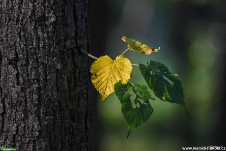 Podzim přišel na lipové listy - Foto Pavel Ulrych 1019