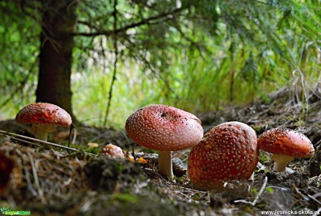 V houbovém království - Foto Marie Vykydalová 1019 (10)