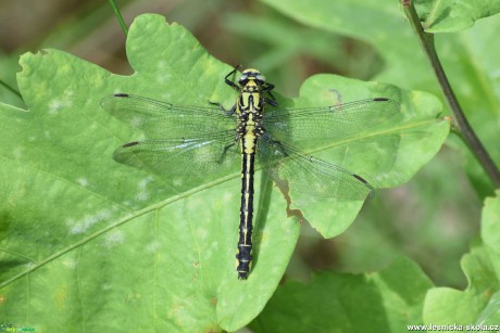 Klínatka obecná samice - Gomphus vulgatissimus - Foto Marie Žďánská 1019