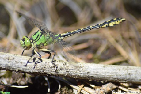 Klínatka rohatá - Ophiogomphus cecilia - Foto Marie Žďánská 1019