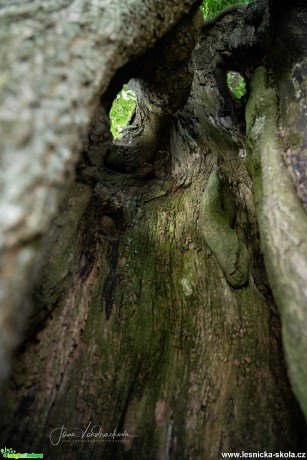 Tvář stromu - Foto Jana Vondráčková 0819