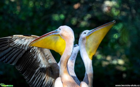 Pelikáni z jihlavské ZOO - Foto Ladislav Hanousek 1119